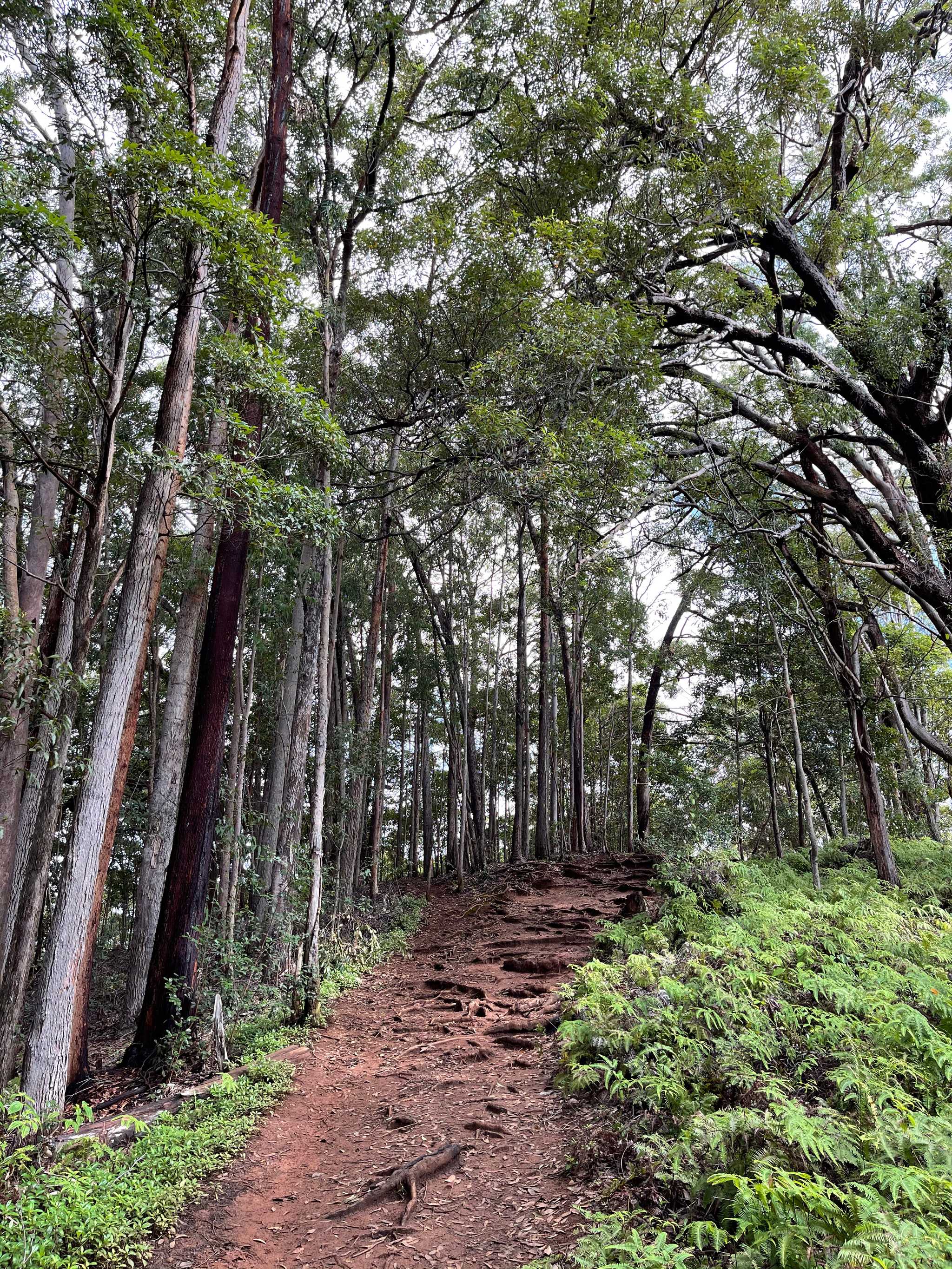 Manana Trail