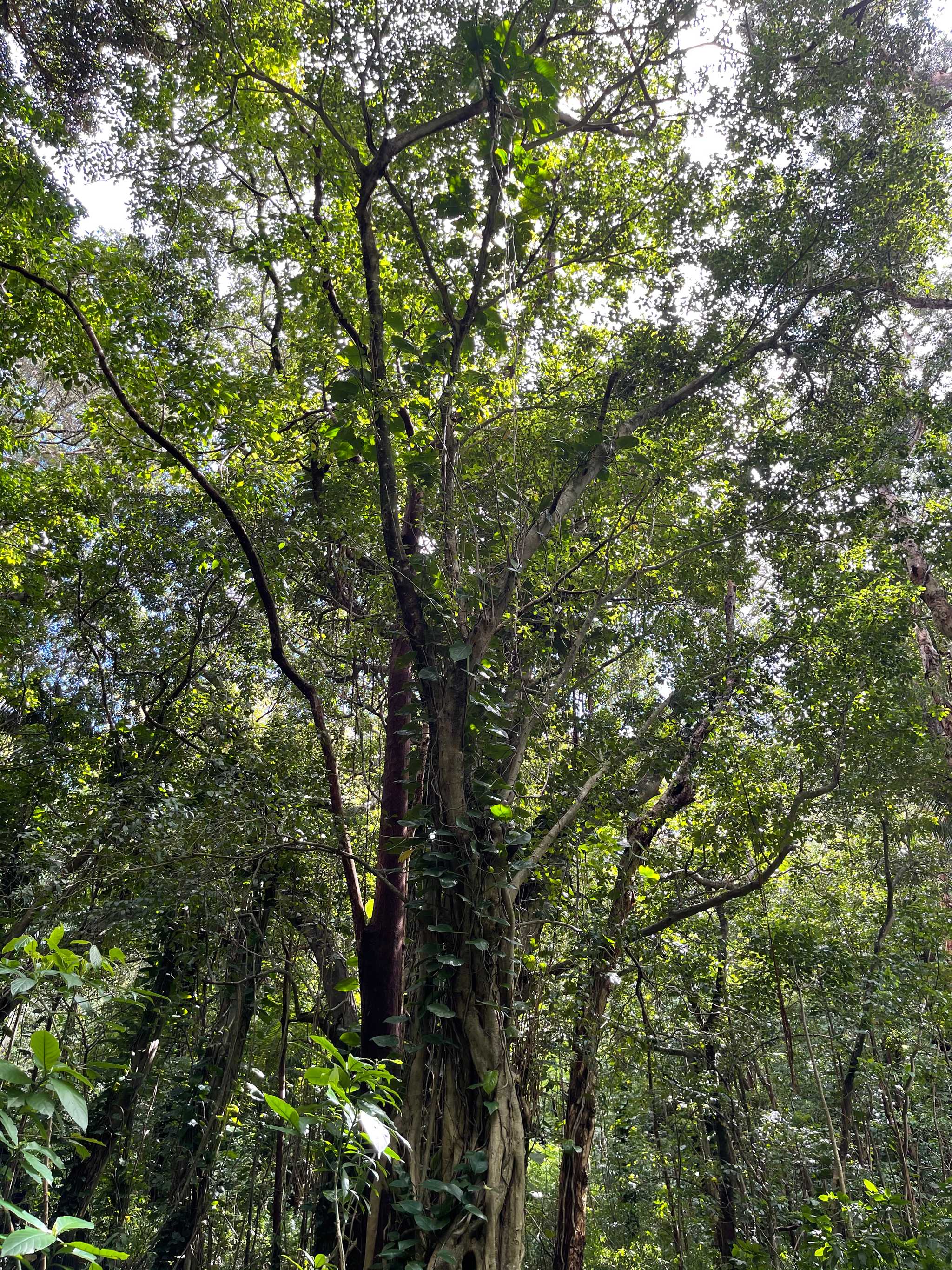 Moleka Trail