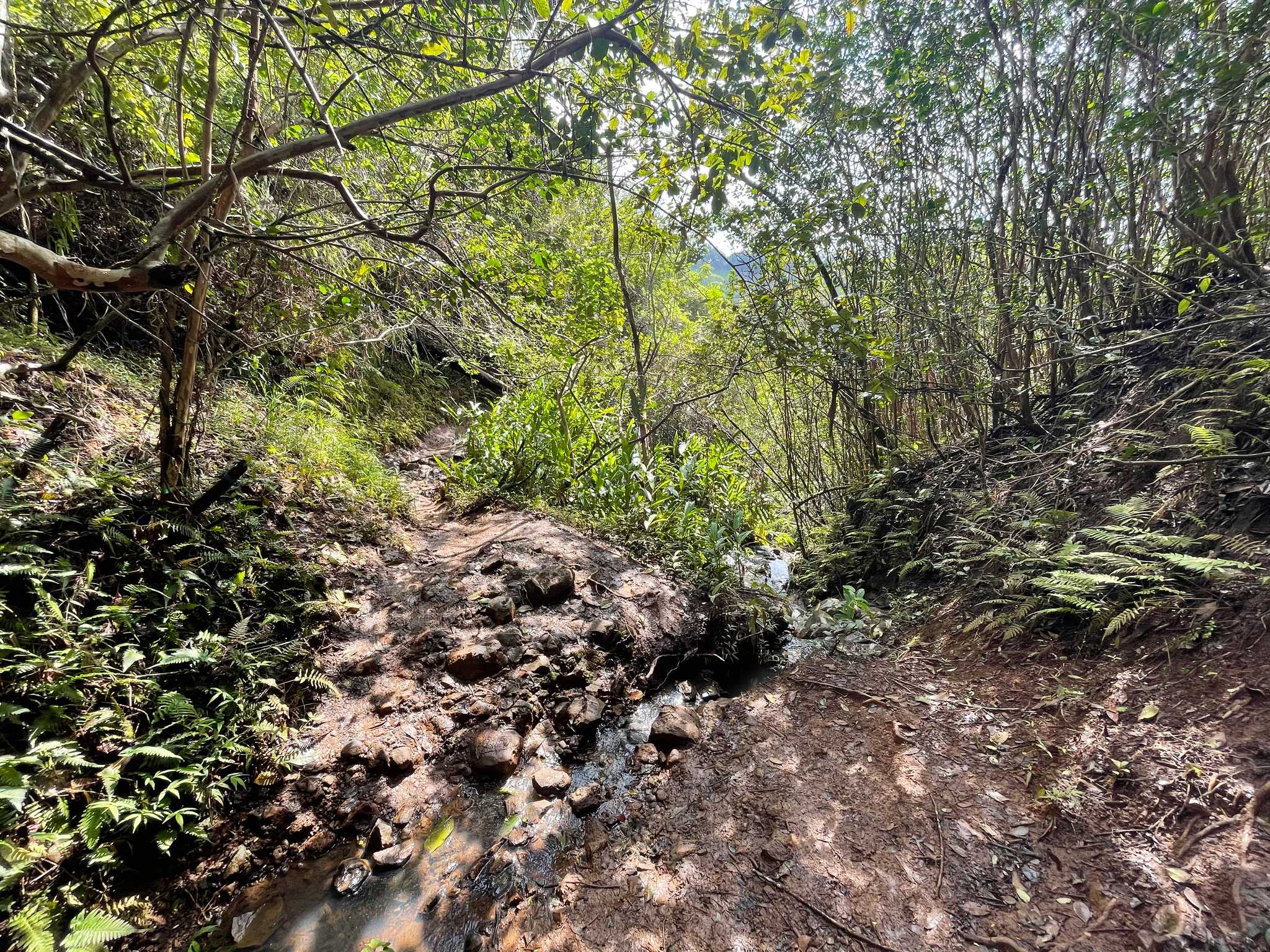 Manana Trail