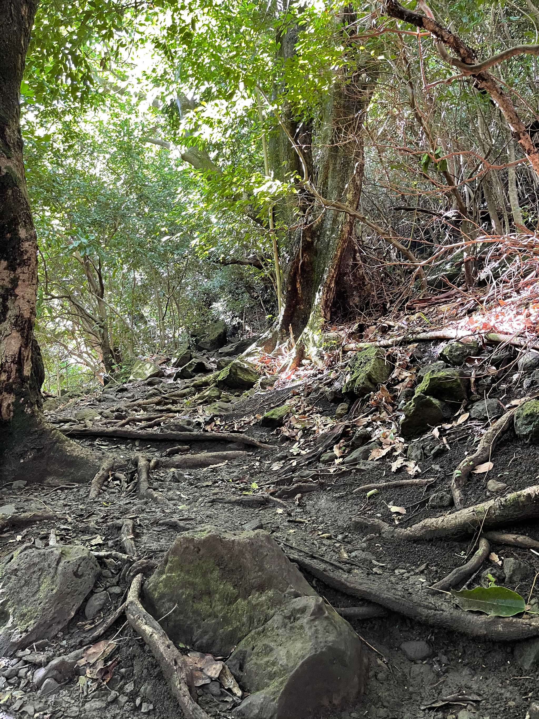 Moleka Trail