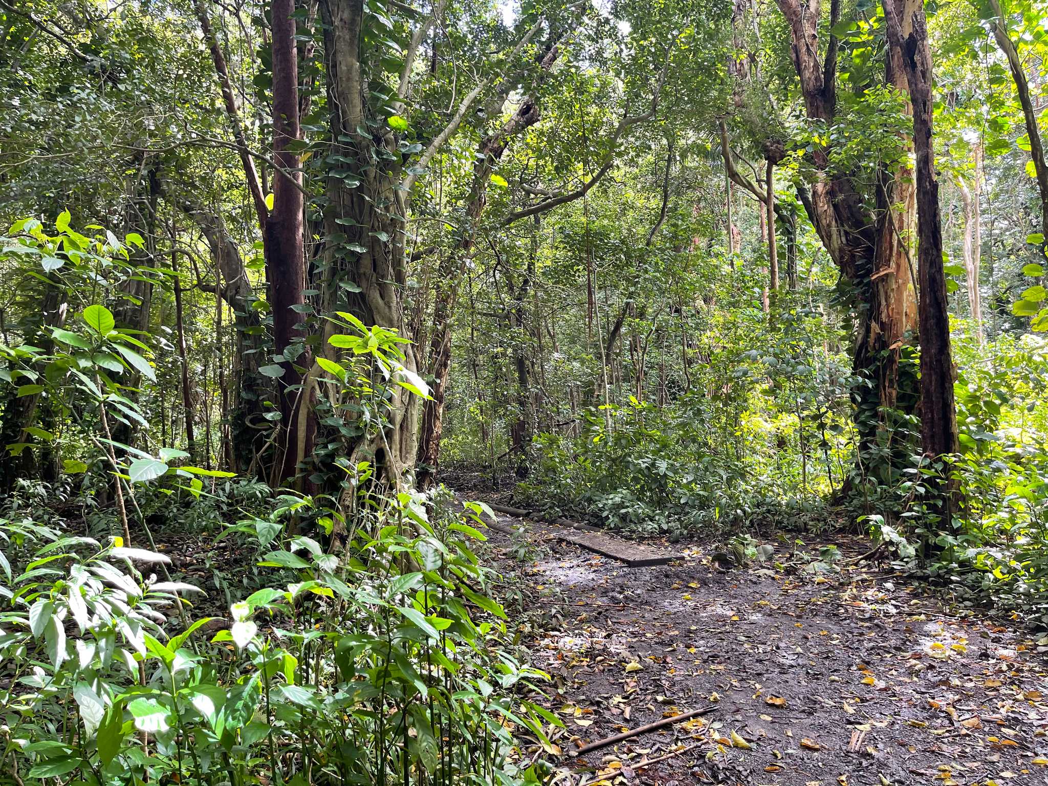Moleka Trail