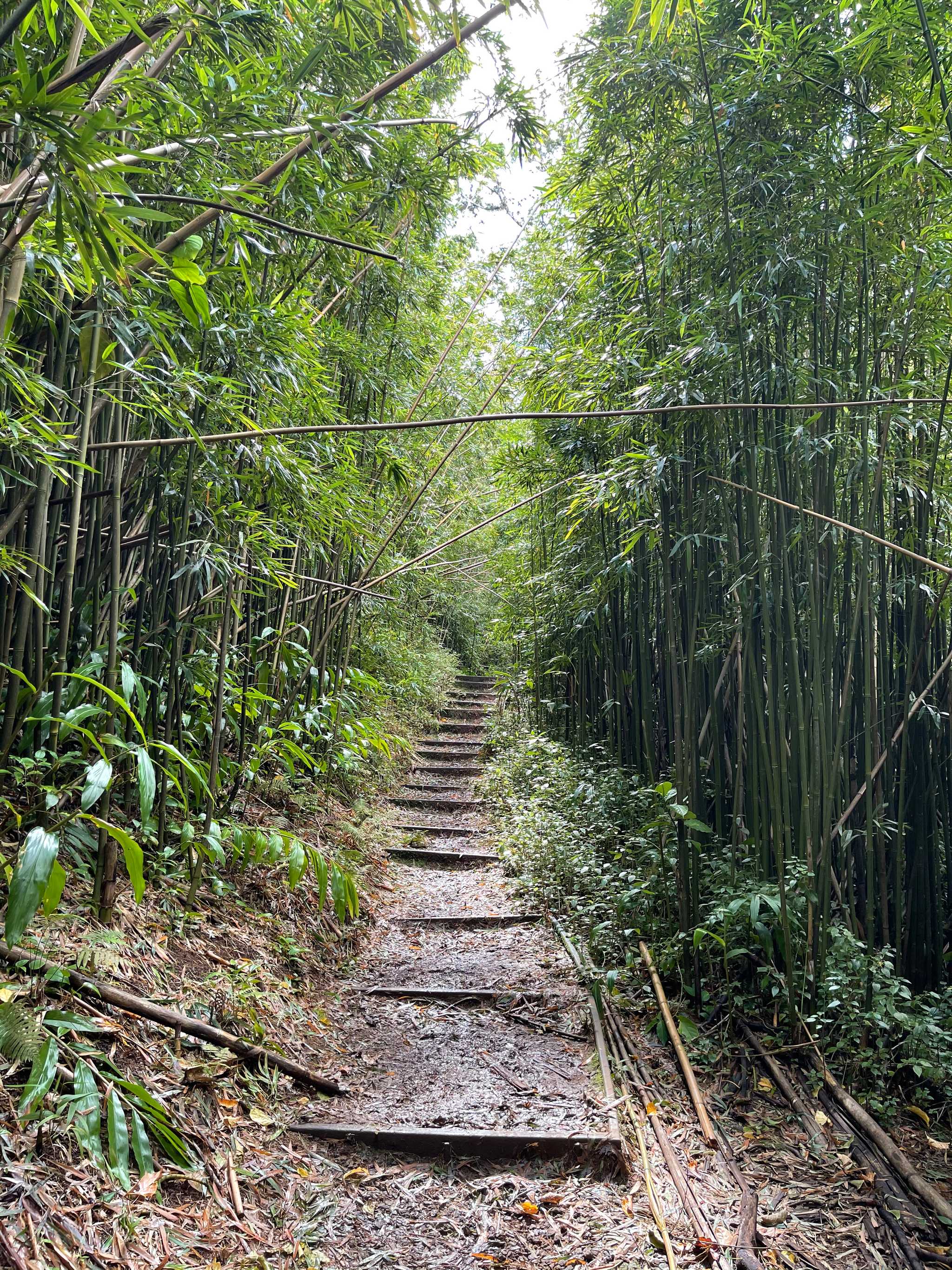 Moleka Trail