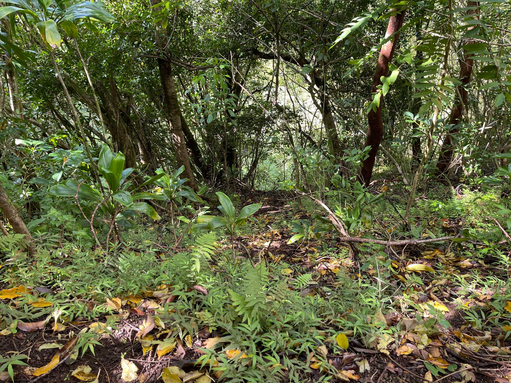 Moleka Trail
