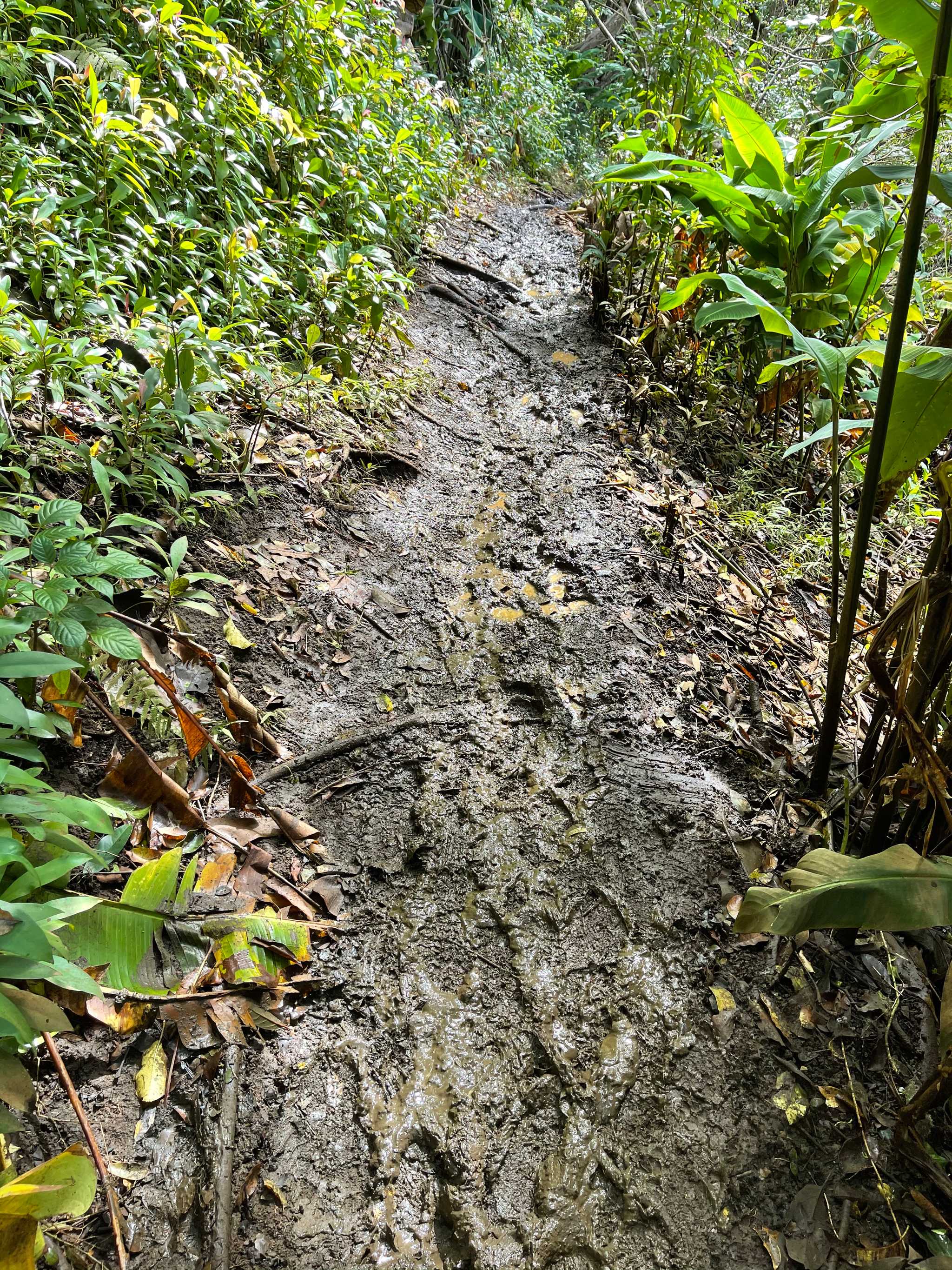 Moleka Trail
