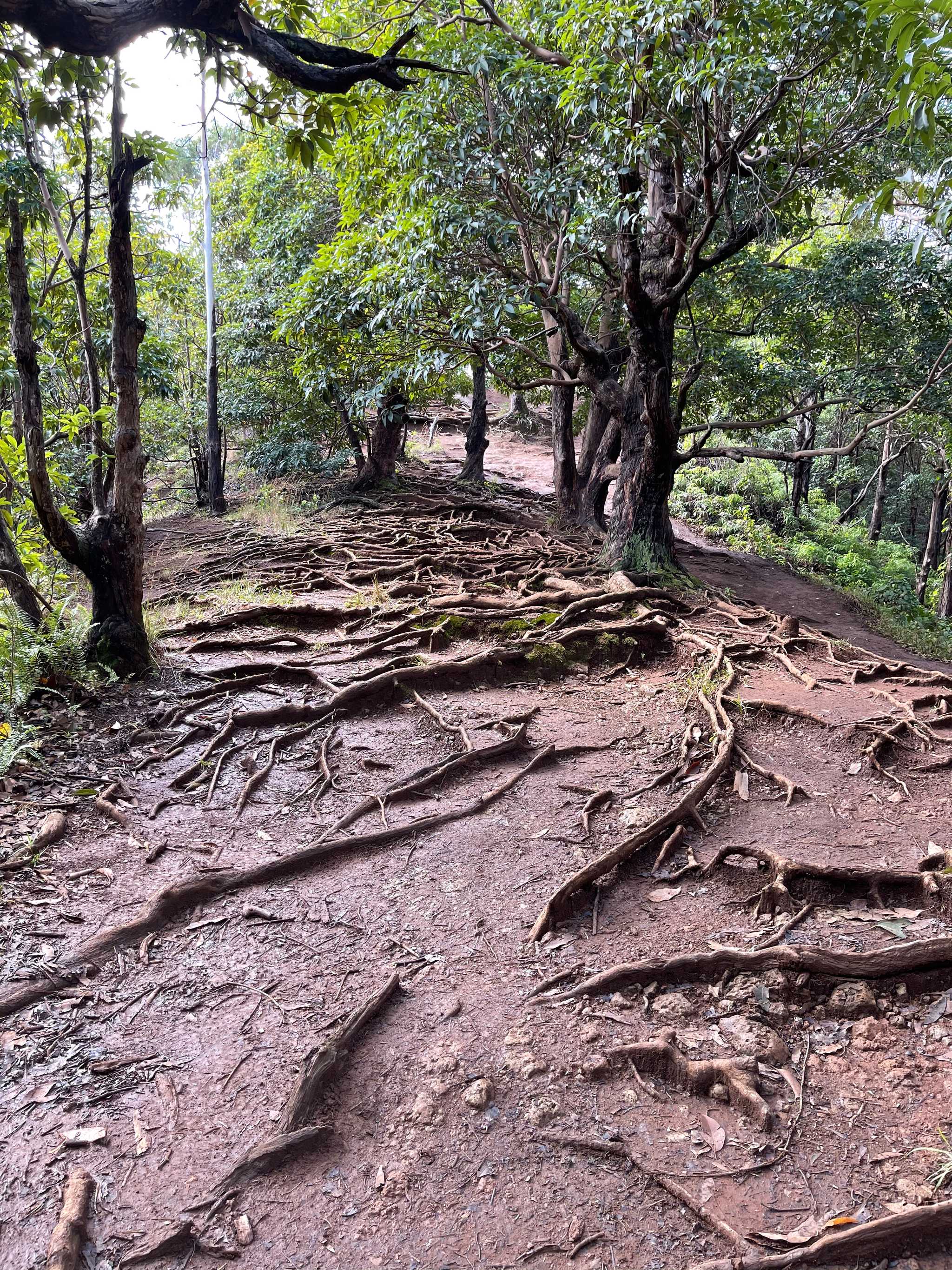 Manana Trail