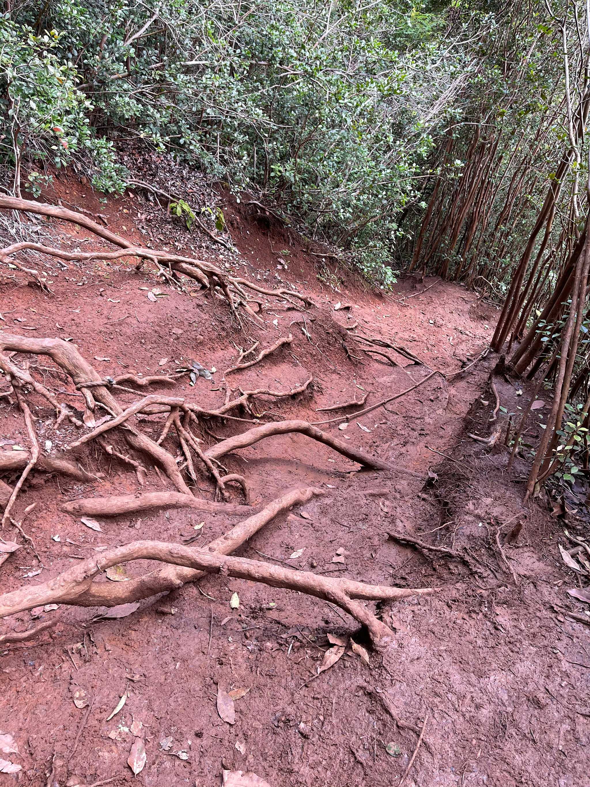 Manana Trail