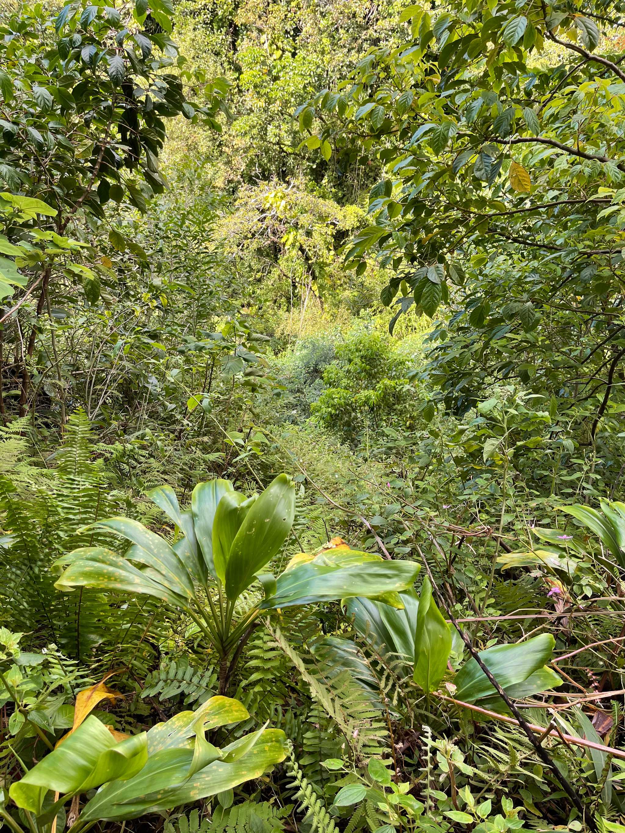 Moleka Trail