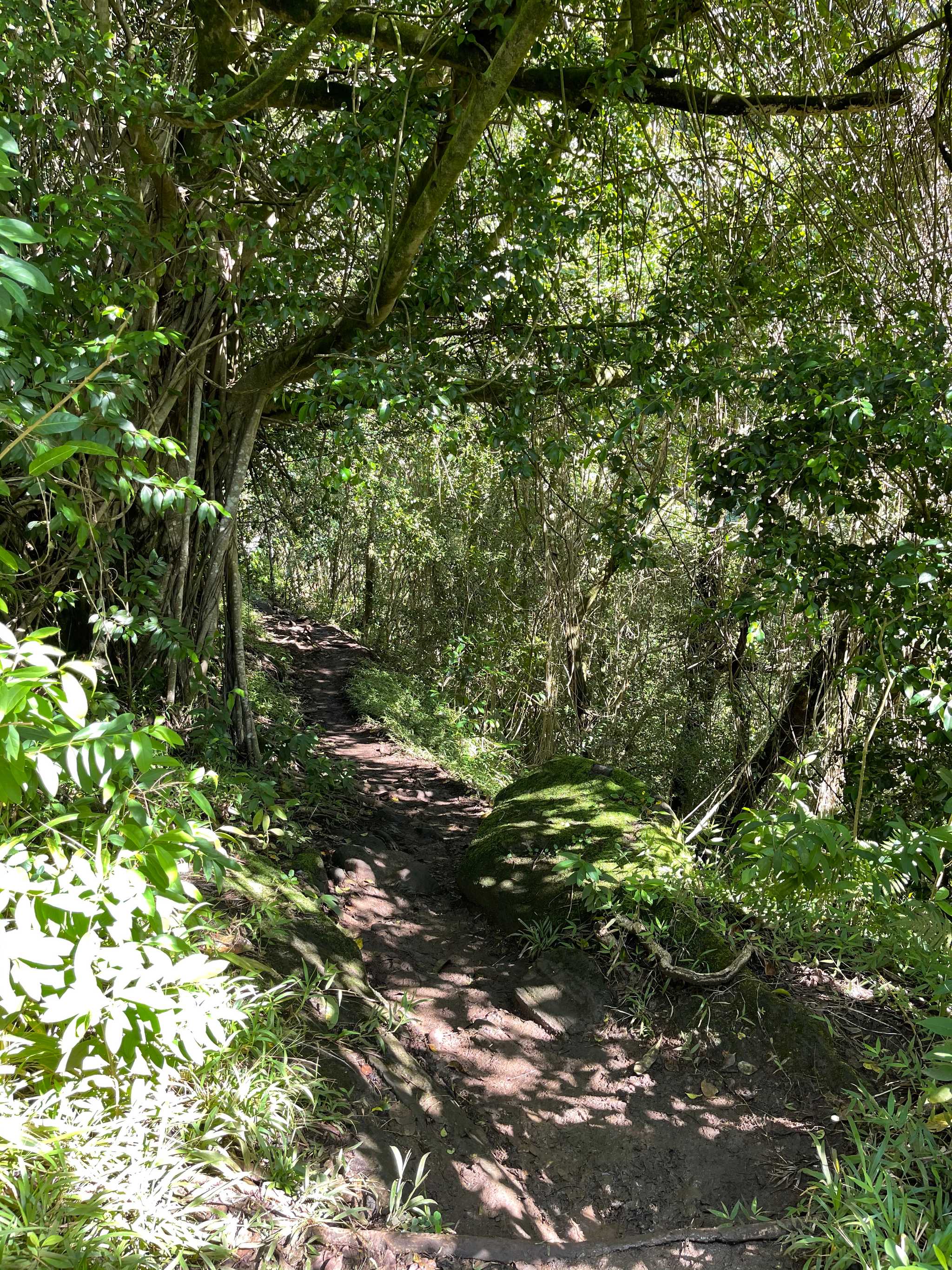 Moleka Trail