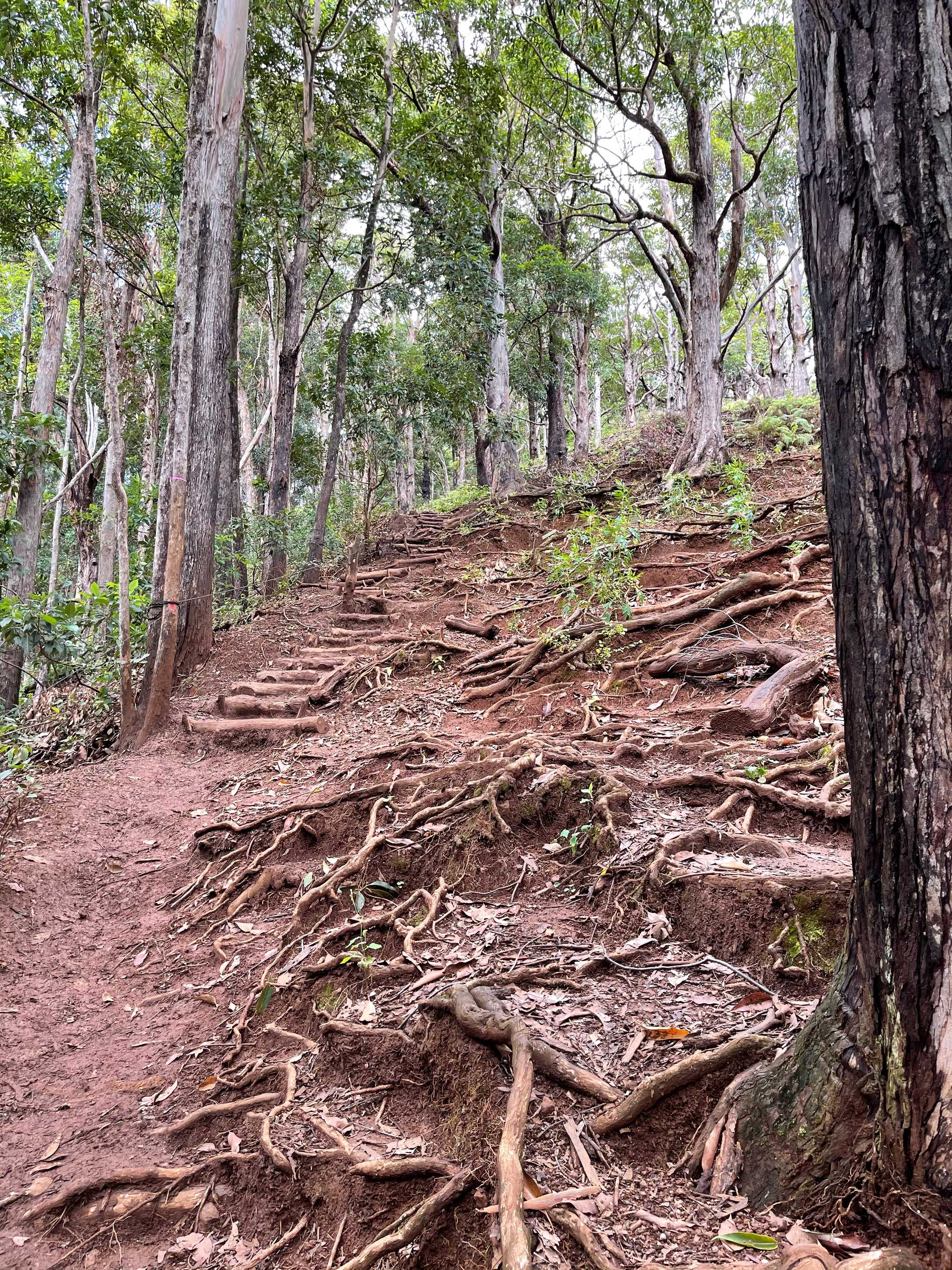 Manana Trail