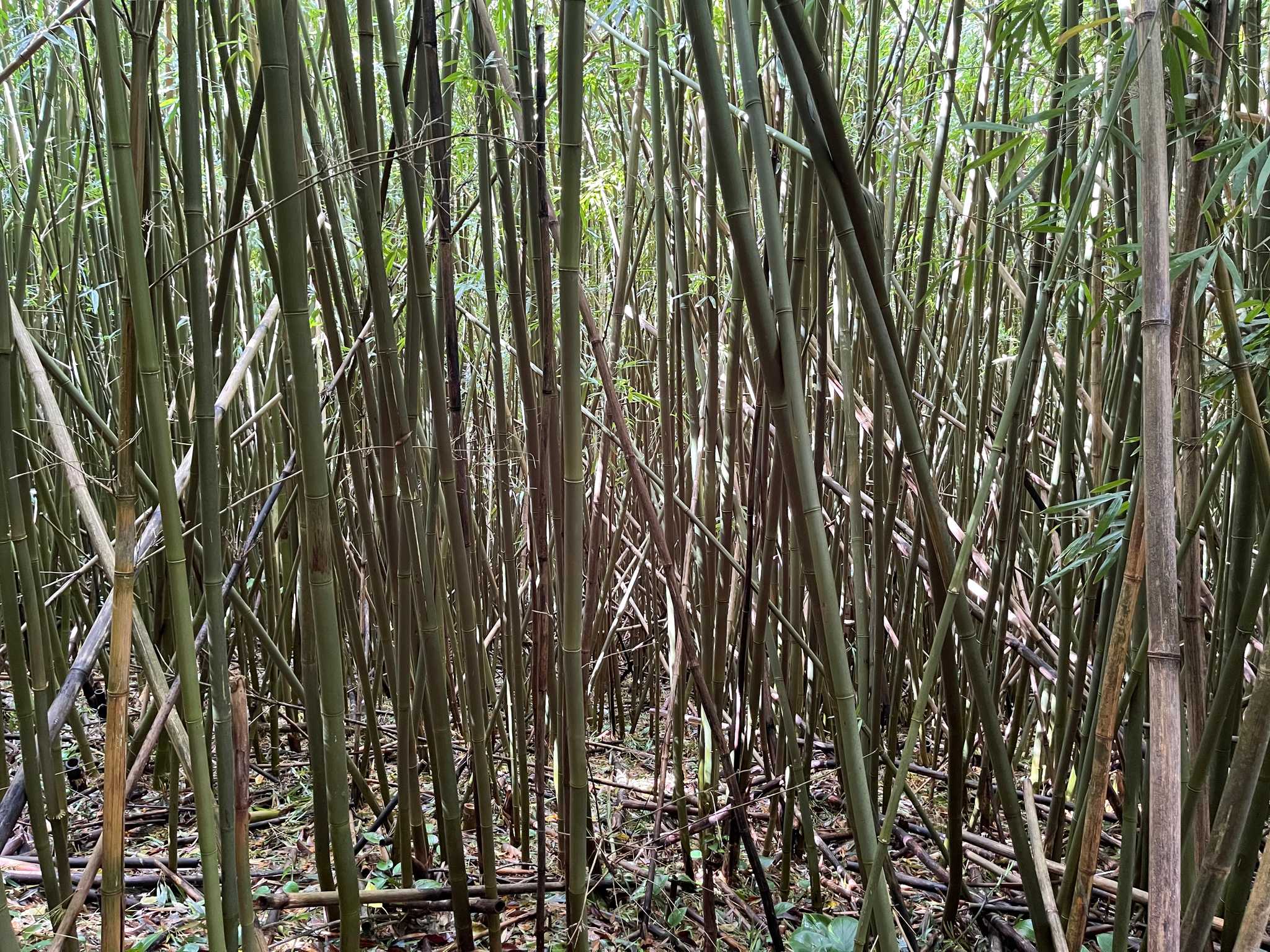 Moleka Trail