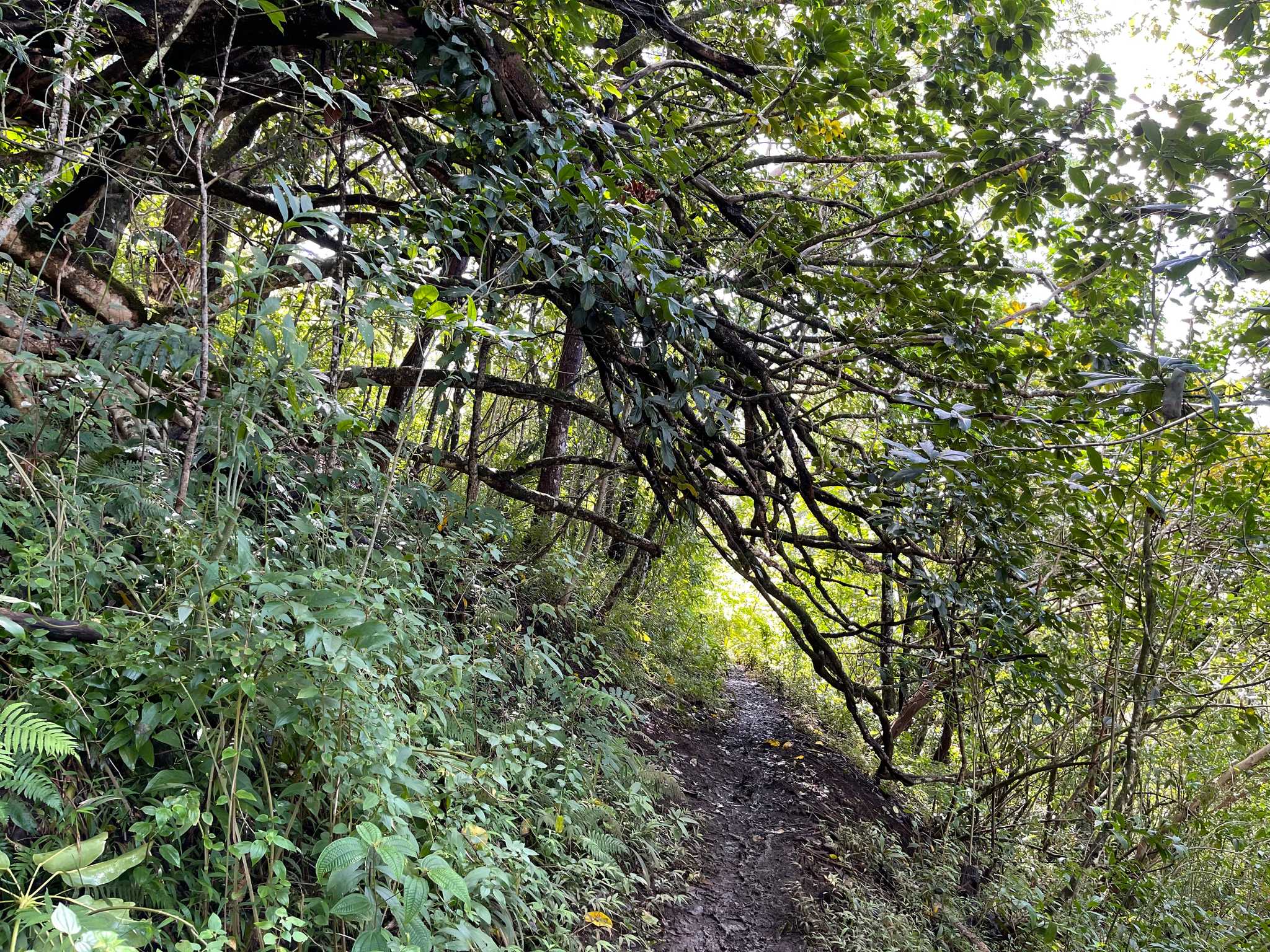 Moleka Trail