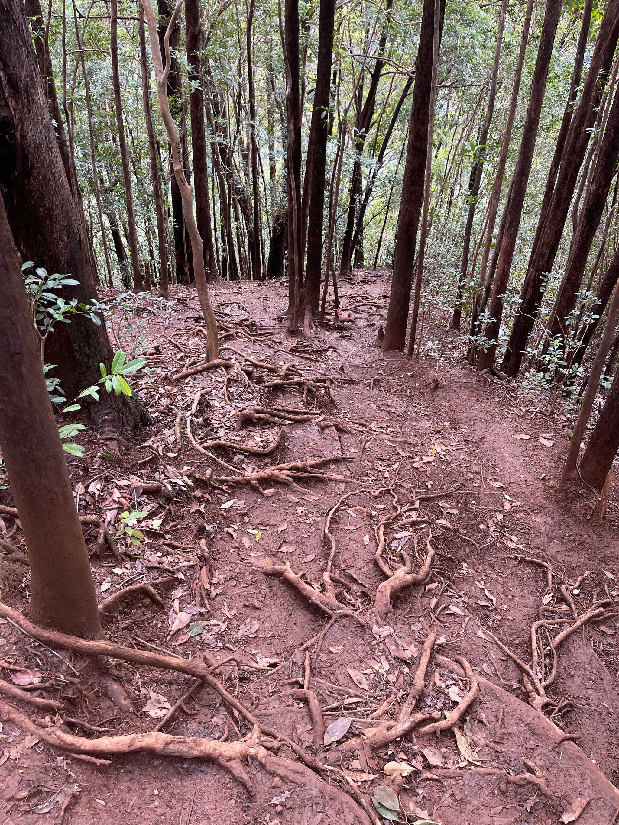 Manana Trail