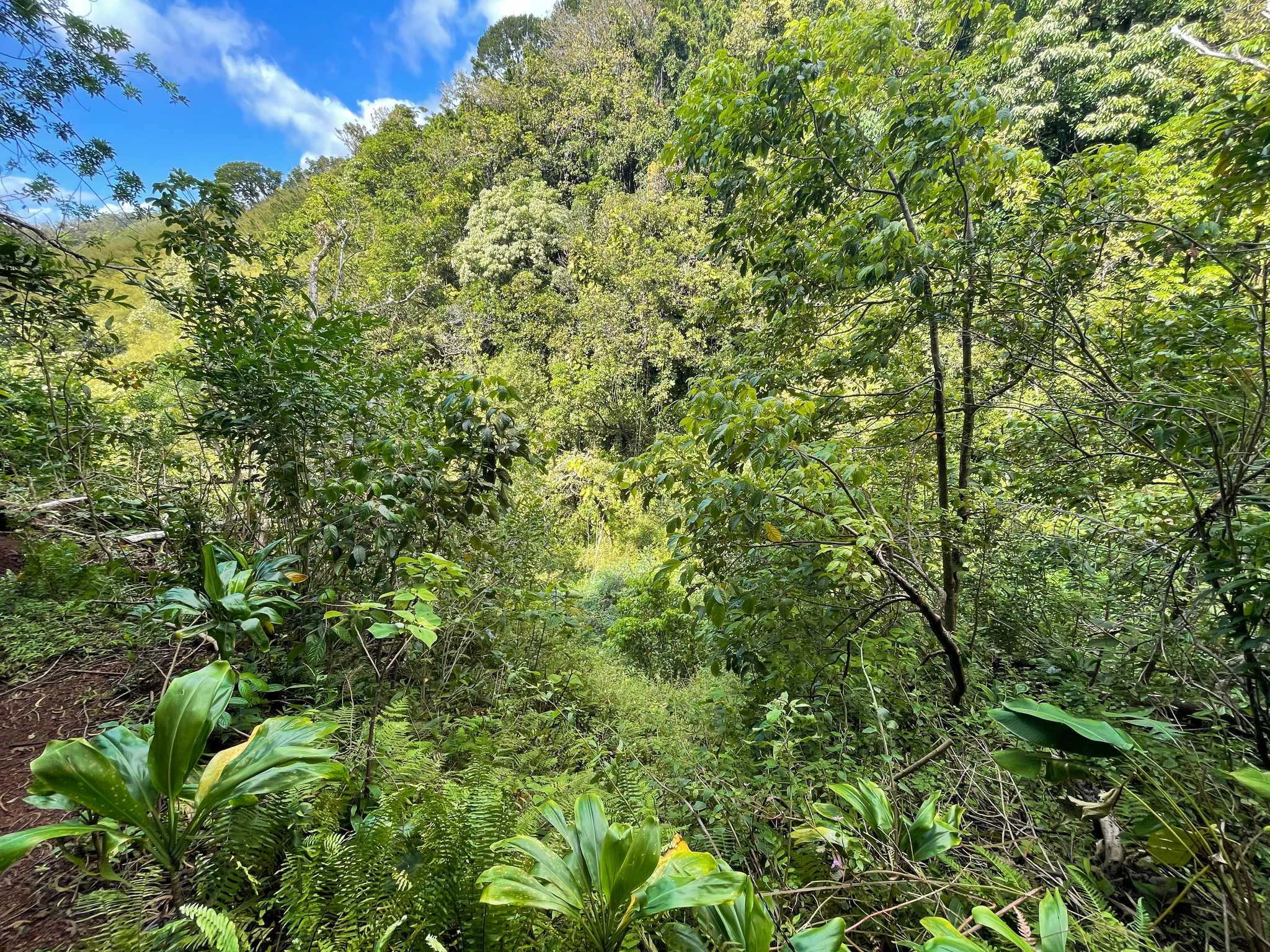 Moleka Trail