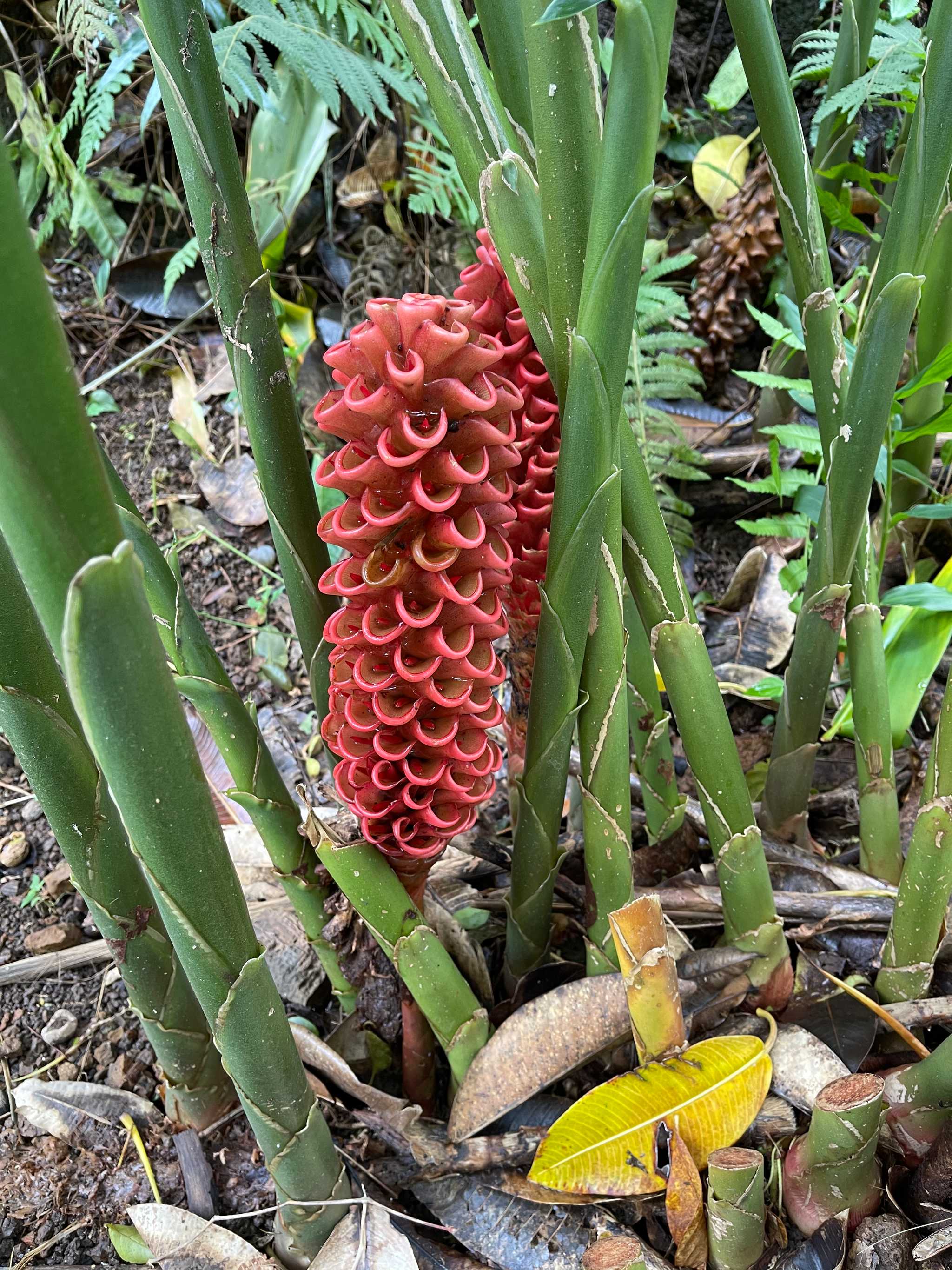 Waimea Valley